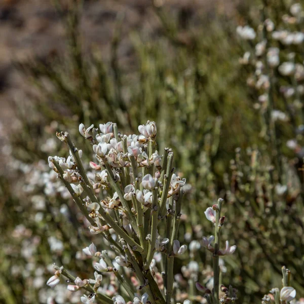 Kvetoucí endemický keř. Bílé květiny Retama rhodorhizoides. Červené lávové skály na rozostřené pozadí National park Teide, Tenerife, Kanárské ostrovy — Stock fotografie