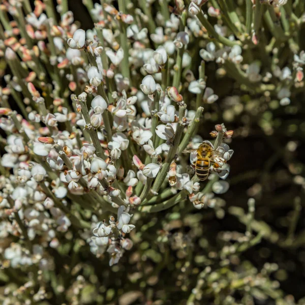 Bloeiende endemische struik. Witte bloemen van Retama rhodorhizoides. Rode lava rotsen op de onscherpe achtergrond nationaal park Teide, Tenerife, Canarische eilanden — Stockfoto