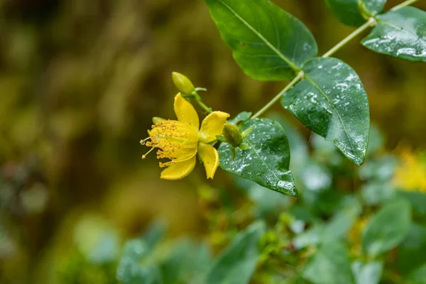 Close up selective focus. Bloomy species of Hypericum known by the common name Canary Islands St. Johns wort. Forest in the blurred background. National Park Garajonay, La Gomera, Spain