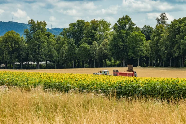 Güzel ayçiçeklerinin açtığı geniş bir alan. Traktör gübre dağıtıyor. Yeşil ağaçlar, parlak mavi gökyüzü ve bulanık arka planda beyaz kabarık bulutlar..