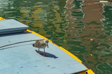 Venice, Italy - April 19, 2019: Seagull model posing on the yellow taxi boat in one of Canal in Venice, Italy during sunny day.