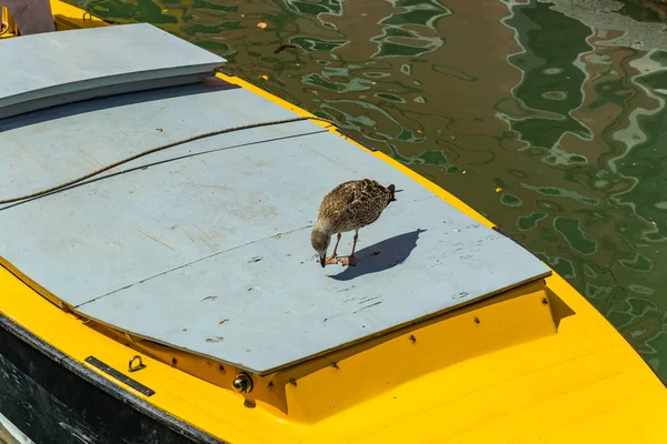Venice Italy April 2019 Seagull Model Posing Yellow Taxi Boat — Φωτογραφία Αρχείου