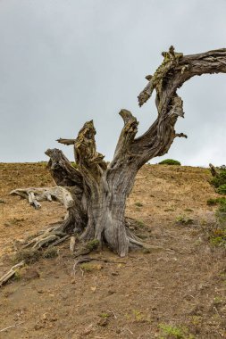 Gnarled Dev ardıç ağaçları güçlü rüzgarlar tarafından bükülmüş. Bagajlar yerde sürünüyor. El Sabinar, El Hierro Adası