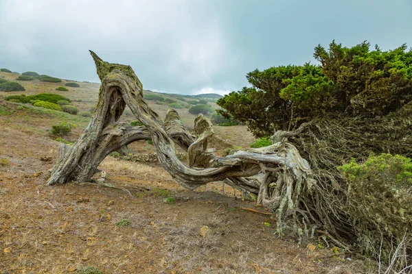 Gnarled Dev ardıç ağaçları güçlü rüzgarlar tarafından bükülmüş. Bagajlar yerde sürünüyor. El Sabinar, El Hierro Adası