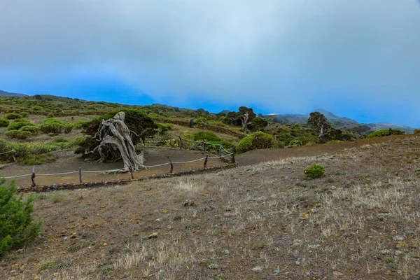 Gnarled Dev Ardıç Ağaçları Güçlü Rüzgarlar Tarafından Bükülmüş Bagajlar Yerde — Stok fotoğraf