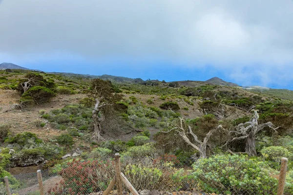 Árboles Gigantes Enebro Retorcidos Por Fuertes Vientos Los Troncos Arrastran — Foto de Stock