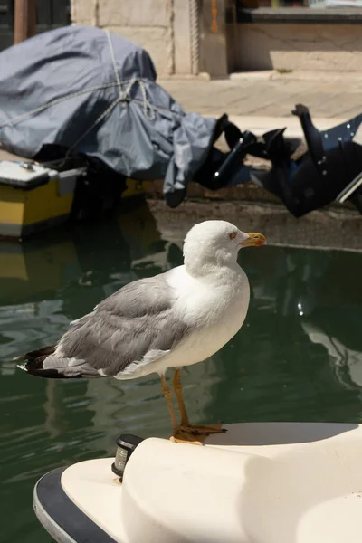 Seagull Model Posing Boat One Canal Venice Italy Sunny Day — Stock Photo, Image