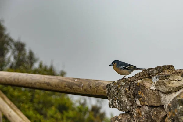 Palma Chaffinch Fringilla Coelebs Palmae Известен Palman Chaffinch Испанском Языке — стоковое фото