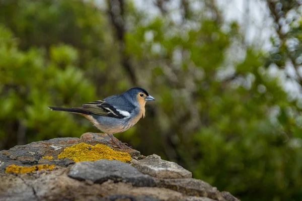 La Palma papatyası - Fringilla coelebs palmae - ayrıca Palman papatyası olarak da bilinir ya da İspanyolcada pinzon palmero. Orman Parkı Kırsal de Anaga, Tenerife, İspanya.