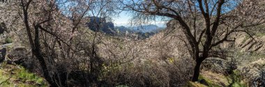 Süper geniş manzara. Badem ağaçları - Prunus dulcis - kırsal bir yolun yakınındaki güneşli bir günde pembe çiçeklerle büyür ve çiçek açar. Büyük Kanarya, İspanya.
