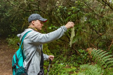 A young man in a cap with a backpack behind him on a walk through the unique enaga forest of Anaga. Holds a lichen in his hand. Pure nature and clean air: ulneas growing on trees at mountains.