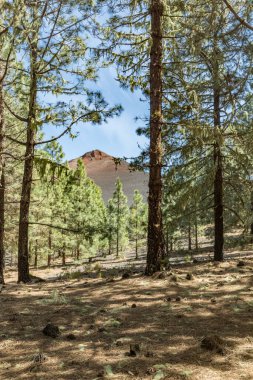 Dikey çerçeve. Kuru çam yapraklı çam ağacı ormanı Volkan Arenas Negras yakınlarında halı yapıyor. Ilık güneşli bir günde parlak mavi gökyüzü ve beyaz bulutlar. Tenerife, Kanarya Adaları, İspanya.