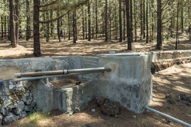 Çam Ağacı Ormanı 'nda devasa bir su kemeri var. Volkan Arenas Negras yakınlarında kuru çam yaprakları halıyı iğneliyor. Tenerife.