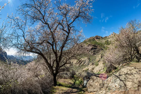 アーモンドの木 Prunus Dulcis 田舎の道路近くの暖かい晴れた日にピンクの花で成長し 開花します スペインのグラン カナリア — ストック写真