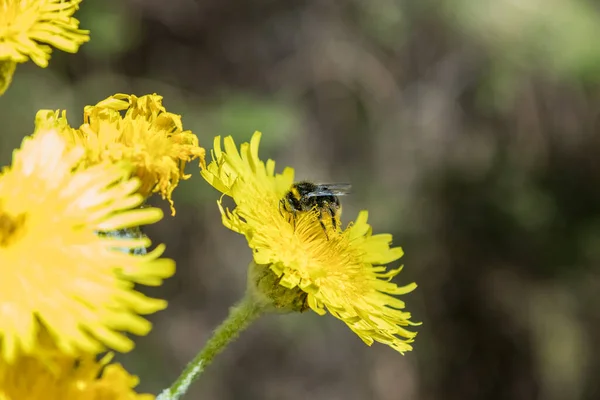 Bloeiende Reuzenpaardebloem Hommel Bijen Vliegen Rond Nectar Halen Close Selectieve — Stockfoto