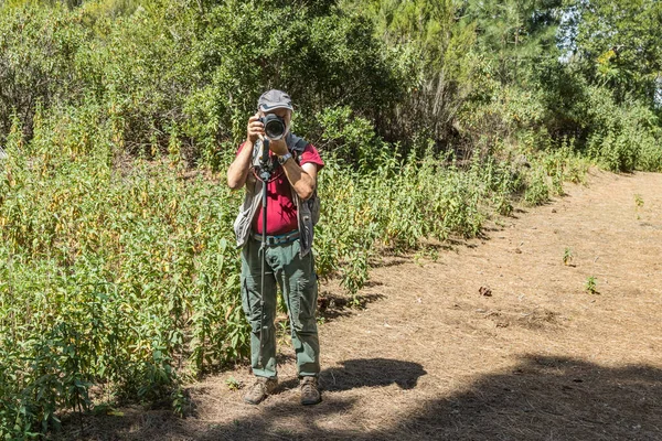 Viaggiatore Berretto Con Zaino Bastoni Trekking Fermato Fare Colpo Pineta — Foto Stock