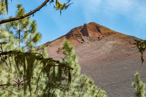 Tallkvistar Täckta Lavar Skogen Nära Vulkanen Arenas Negras Blå Himmel — Stockfoto