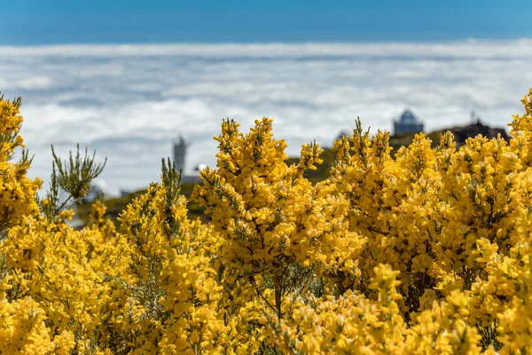 Kanarya Adaları 'ndaki La Palma adasında bulunan Gözlemevi yakınlarındaki Roque de los Muchachos' da Adenocarpus viscosus adlı çiçekleri kapatın. Caldera De Taburiente Gözlemevi