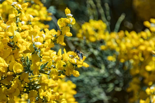 Kanarya Adaları 'ndaki La Palma adasında bulunan Gözlemevi yakınlarındaki Roque de los Muchachos yakınlarında Adenocarpus viscosus adlı çiçekleri kapatın. Caldera De Taburiente Gözlemevi