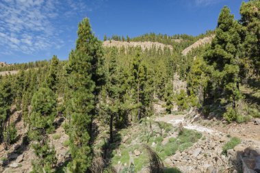 Teide Ulusal Parkı. Dağ yolunda yürüyüş. Etrafı lava kayaları ve bitki örtüsüyle çevrili. Tenerife.