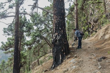 Sırt çantalı genç bir adam Tenerife 'nin batı yakasında bir rota boyunca seyahat ediyor. Dağ yolunda yürüyüş yapmak. Etrafı çam ağaçları ve lav kayaları ile çevrili. Kanarya Adaları.