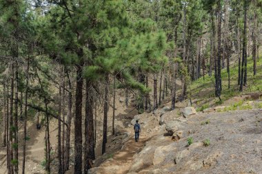 Sırt çantalı genç bir adam Tenerife 'nin batı yakasında bir rota boyunca seyahat ediyor. Dağ yolunda yürüyüş yapmak. Etrafı çam ağaçları ve lav kayaları ile çevrili. Kanarya Adaları.