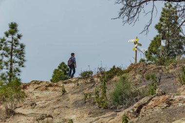 Sırt çantalı genç bir adam Tenerife 'nin batı yakasında bir rota boyunca seyahat ediyor. Dağ yolunda yürüyüş yapmak. Etrafı çam ağaçları ve lav kayaları ile çevrili. Kanarya Adaları.