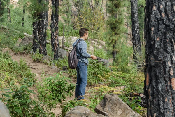 A young man with a backpack travels along a route in the west side of Tenerife. Hiking by the mountain trail surrounded by endemic vegetation pine tree forest and fields of lava rocks. Canary Islands.