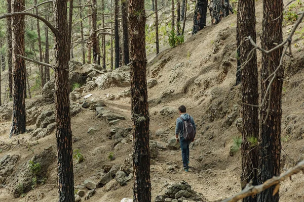 A young man with a backpack travels along a route in the west side of Tenerife. Hiking by the mountain trail surrounded by endemic vegetation pine tree forest and fields of lava rocks. Canary Islands.