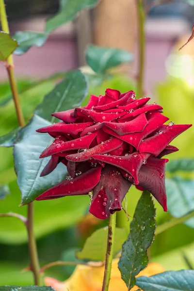 Розы Цветут Кустах Саду Теплый Летний День После Дождя Красный — стоковое фото