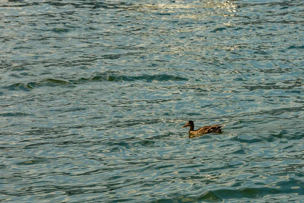 Como Olaszország 2019 Augusztus Variegated Duck Swimming Shore Lake Como — Stock Fotó