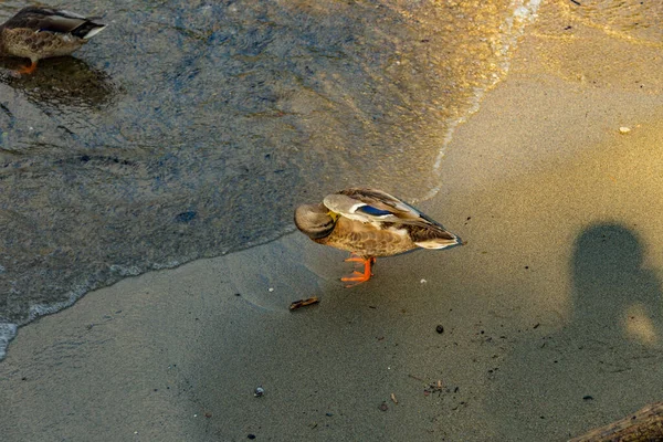 Como Itália Agosto 2019 Pato Variegado Margem Lago Como Centro — Fotografia de Stock