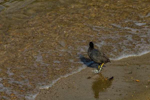 Amerikaanse Koet Fulica Americana Modder Kip Pouldeau Staan Oever Van — Stockfoto