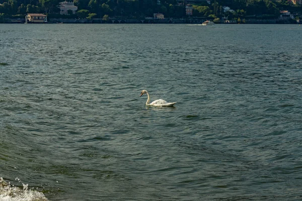 Como Itália Agosto 2019 Cisne Branco Nadando Longo Costa Lago — Fotografia de Stock