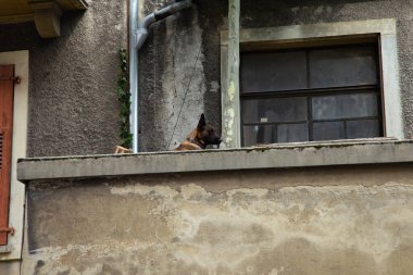 Vevey, İsviçre - 27 Temmuz 2019: Eski balkondaki yaşlı köpek Fete des Vignerons 2019 'u kutluyor. Geleneksel eklem geleneği festivali. 1999 'dan 20 yıl sonra düzenlenmiş..
