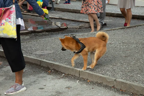 Vevey Switzerland July 2019 Young Dog Owner Celebrate Fete Des — Stock Photo, Image