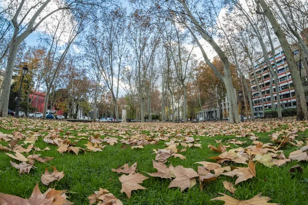 Madrid Espanha Dezembro 2018 Tapete Folhagem Amarela Árvores Planas Inverno — Fotografia de Stock