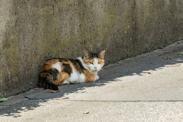 Half Asleep Calico Cat Rests Peacefully Shade High Concrete Fence — Stock Photo, Image