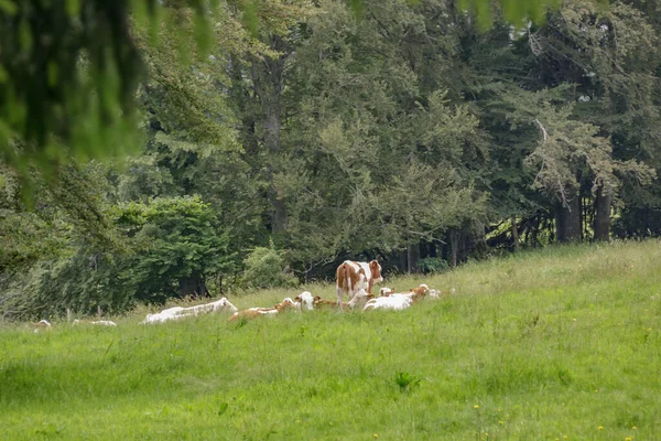 Caminho Rodeado Por Densa Floresta Verde Mont Pelerin Suíça Vacas — Fotografia de Stock