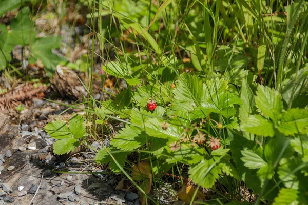 Morangos Silvestres Vermelhos Maduros Lado Uma Trilha Caminhada Alpes Suíços — Fotografia de Stock