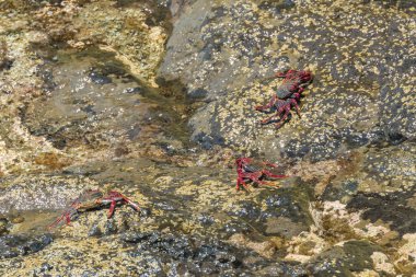 Kızıl kaya yengeci - Grapsus adscension - güneşin tadını çıkarmak için denize yakın lav taşlarının üzerinde sürünüyor. Tenerife 'nin güney okyanus kıyısı, Kanarya Adaları, İspanya.
