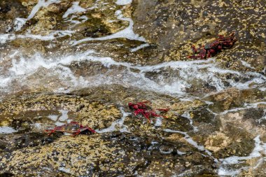 Kızıl kaya yengeci - Grapsus adscension - güneşin tadını çıkarmak için denize yakın lav taşlarının üzerinde sürünüyor. Tenerife 'nin güney okyanus kıyısı, Kanarya Adaları, İspanya.