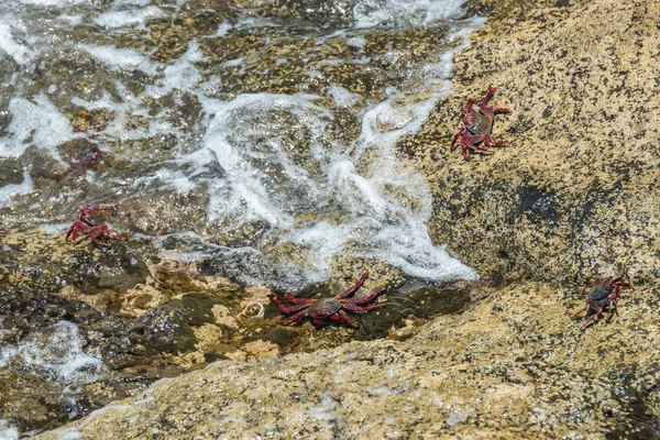 Kızıl Kaya Yengeci Grapsus Adscension Güneşin Tadını Çıkarmak Için Denize — Stok fotoğraf