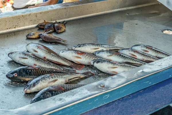 Small Private Seafood Market Counter Fresh Wild Parrotfish Vieja Caught — Stock Photo, Image