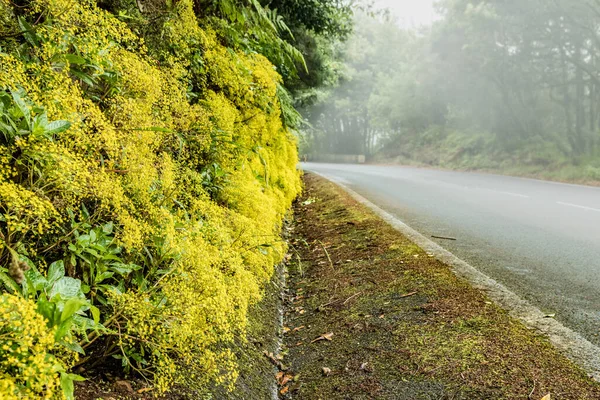 Una Dispersione Bellissimi Fiori Gialli Lungo Strada Forestale Che Svanisce — Foto Stock