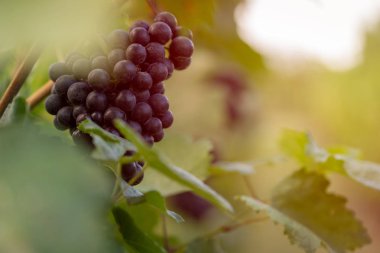 Güzel üzüm hasat için hazır.