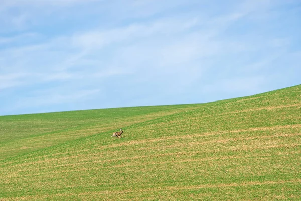 Rabbit running over field.