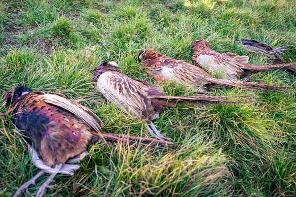 Faisões mortos deitados em uma grama após a caça bem sucedida . — Fotografia de Stock