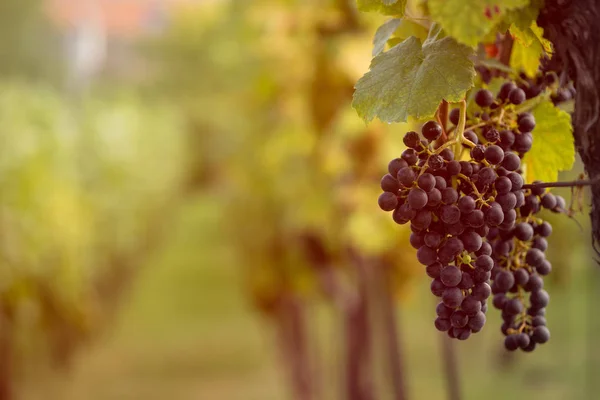 Schöne Trauben reif für die Ernte. — Stockfoto