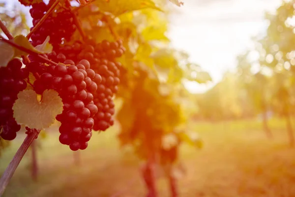 Beautiful grapes ready for harvest. — Stock Photo, Image